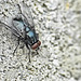 Fly