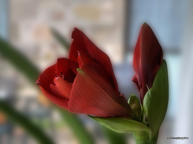 Amaryllis Day Four