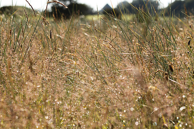 Through the Dew