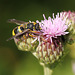 Wasp On Thistle