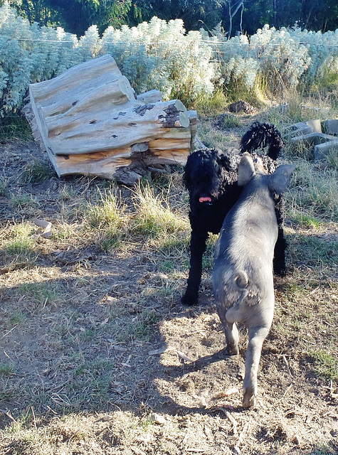 Fonzie playing with Sven