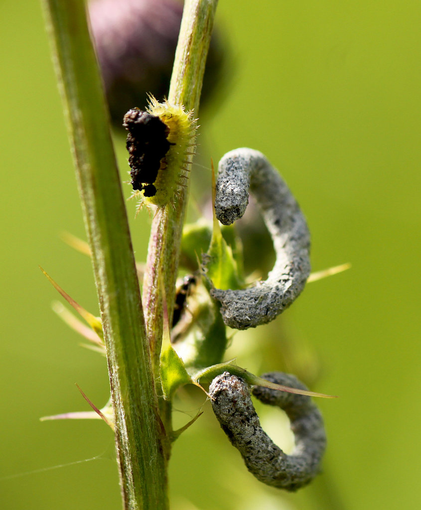 Tortoise Beetle Larva