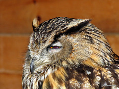 Wise old Eagle Owl