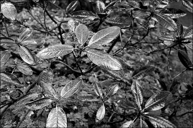 Rhododendron