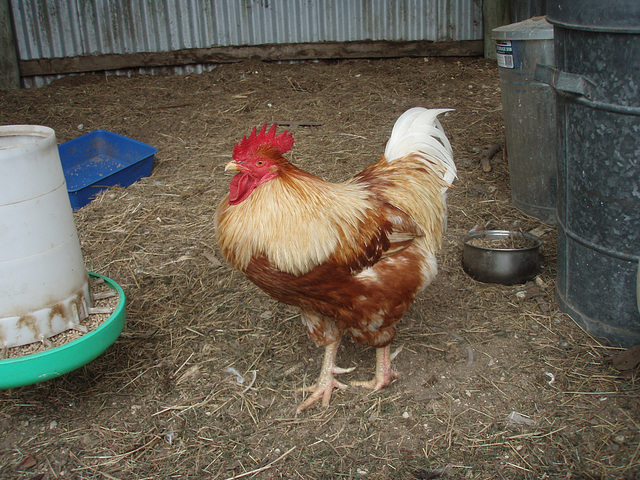 Russell the rooster