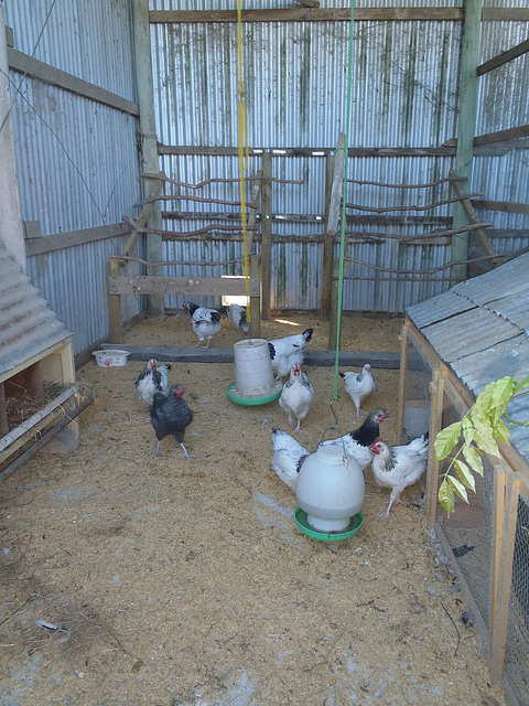 chookhouse renovation completed