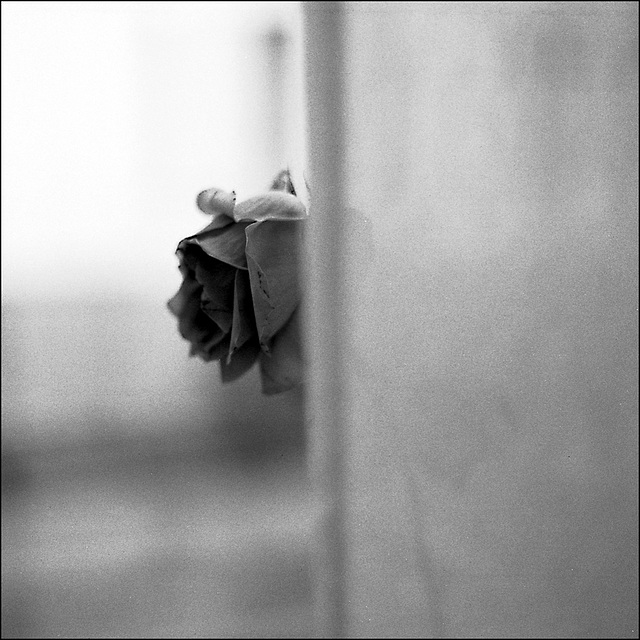 Rose Rose