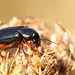 Seed Eatin Beetle