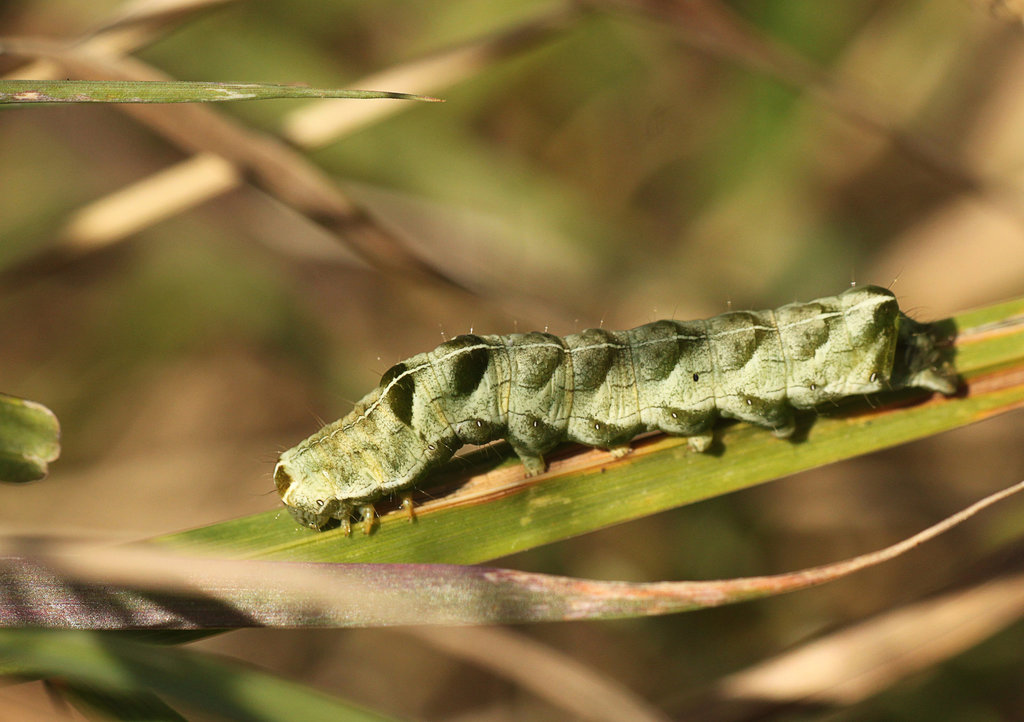 Dot Moth Caterpillar