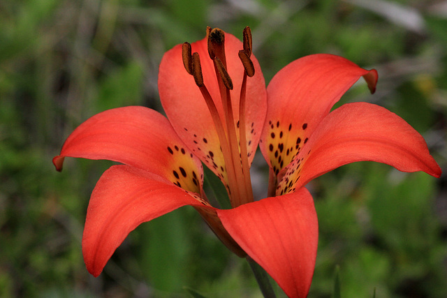 Wood Lily