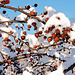 Frozen Crab Apples 5284307500 o