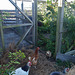 Denis mulching the strawberries