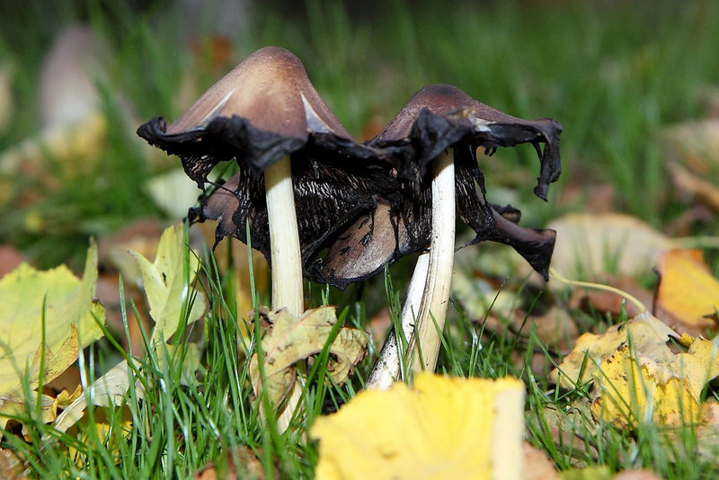 Common Inkcap? Coprinus atramentarius? Liquefying stage?