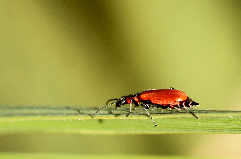 Anthocomus rufus