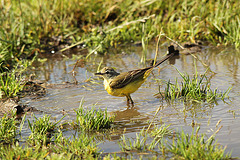 Yellow Wagtail Bath