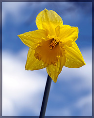 Droplet-Covered Yellow Daffodil: The 18th Flower of Spring!