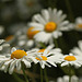 Ox Eye Daisy