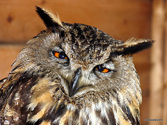Wise old Eagle Owl