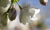 windblown cherry blossom