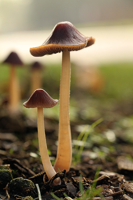 Roadside Fungi