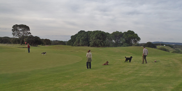 late afternoon golf in Rye