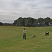 late afternoon golf in Rye