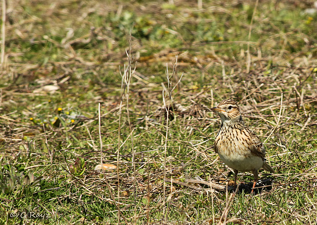 Skylark