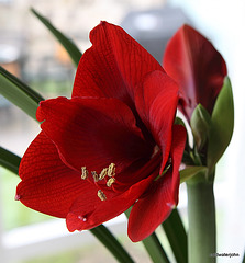 Amaryllis Day Five 4539896945 o