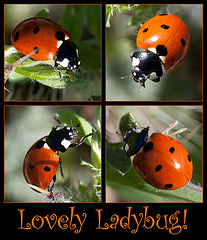 Lovely Ladybug!