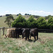 our steers and their first silage