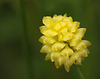 Hop Trefoil