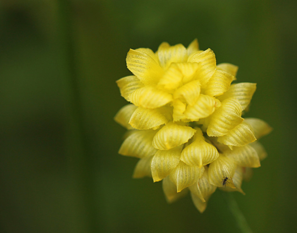 Hop Trefoil