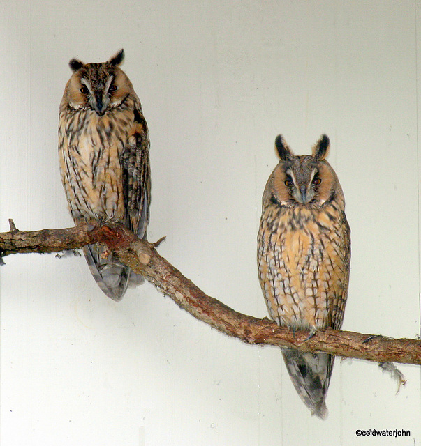 A pair of Long-eared ? Horned? owls roosting. Anyone out there who can provide positive ID?