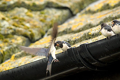 Swallow Family Feeding Time