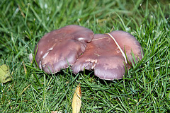 Unidentified : Wood Blewit?, or Cortinarius? or Russula?