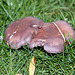 Unidentified : Wood Blewit?, or Cortinarius? or Russula?