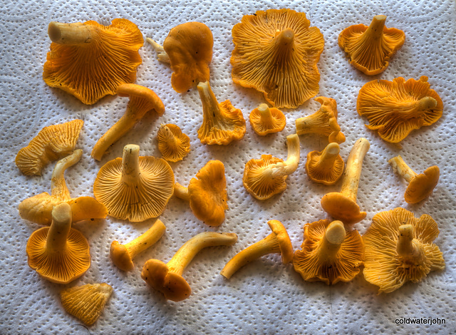 Golden Chanterelles