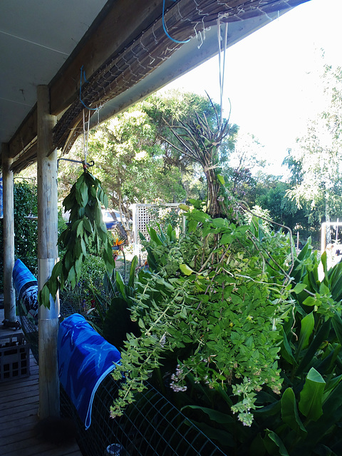 drying herbs