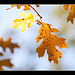 Autumn is Gone For Another Year [Explore]