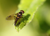 Snipe Fly