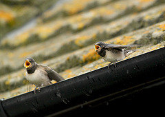 Swallow Family Feeding Time