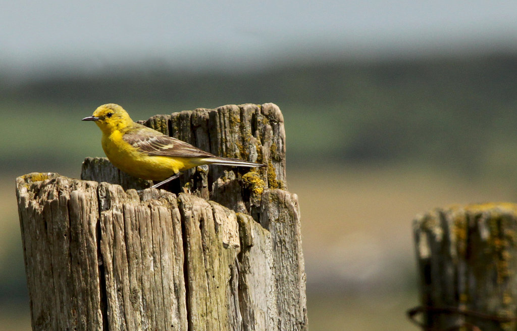 Yellow Wagtail @ Elmley