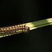 Reed Dagger Caterpillar