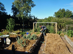 Marie watering the seedlings