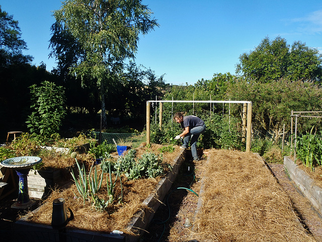 Marie watering the seedlings