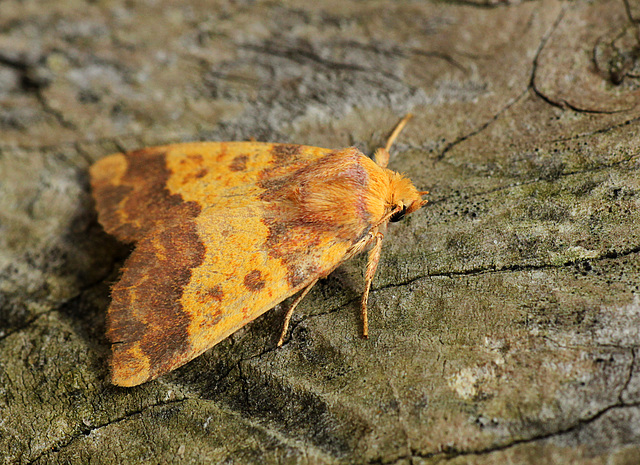 Barred Sallow