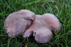 Unidentified : Wood Blewit?, or Cortinarius? or Russula ?