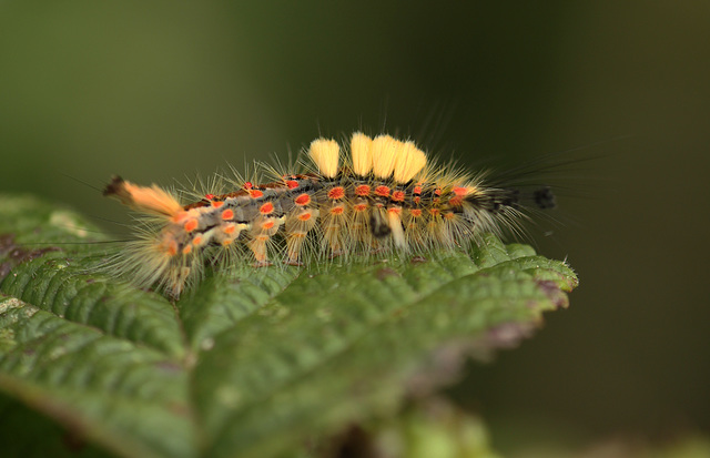 Vapourer Moth Caterpillar