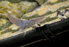 Swallow Family Feeding Time