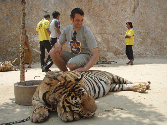 tiger patting